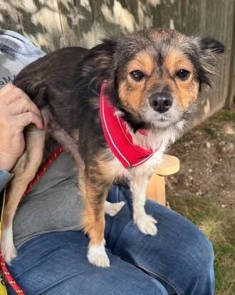 MILLIE (AL) - Chihuahua available for adoption