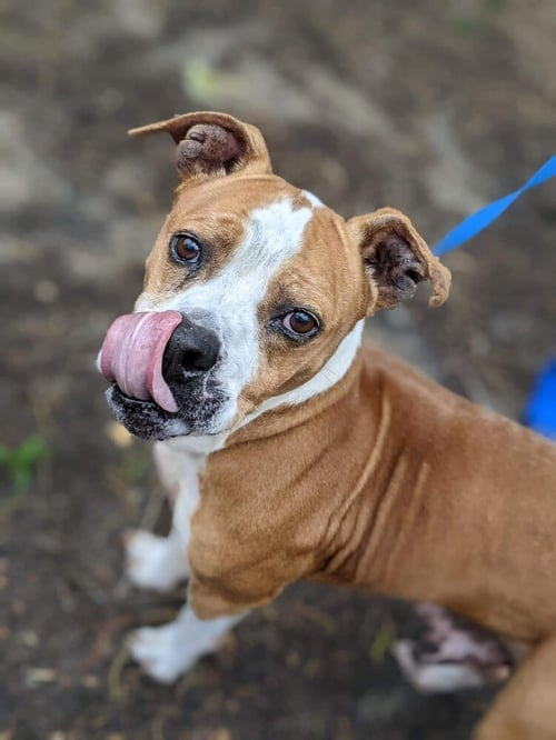 SPANKY (SC) - Boxer available for adoption