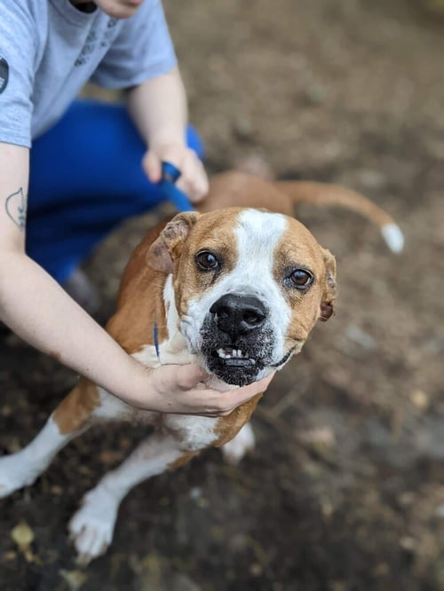 SPANKY (SC) - Boxer available for adoption