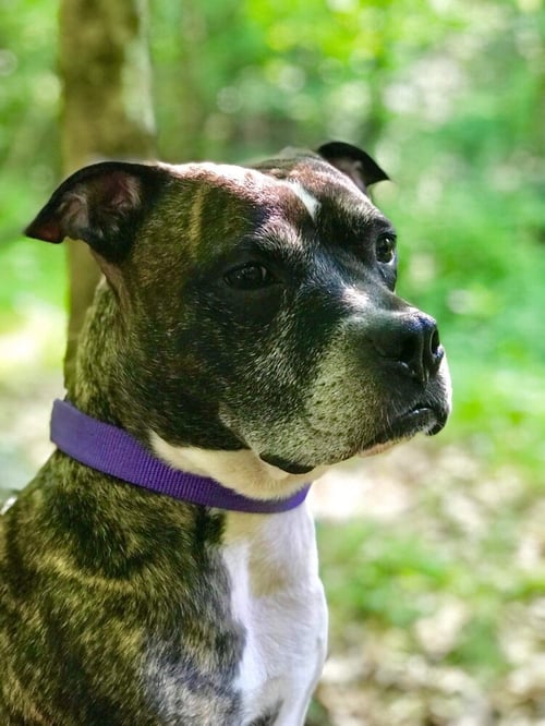 DRE - Boxer / American Pit Bull Terrier available for adoption