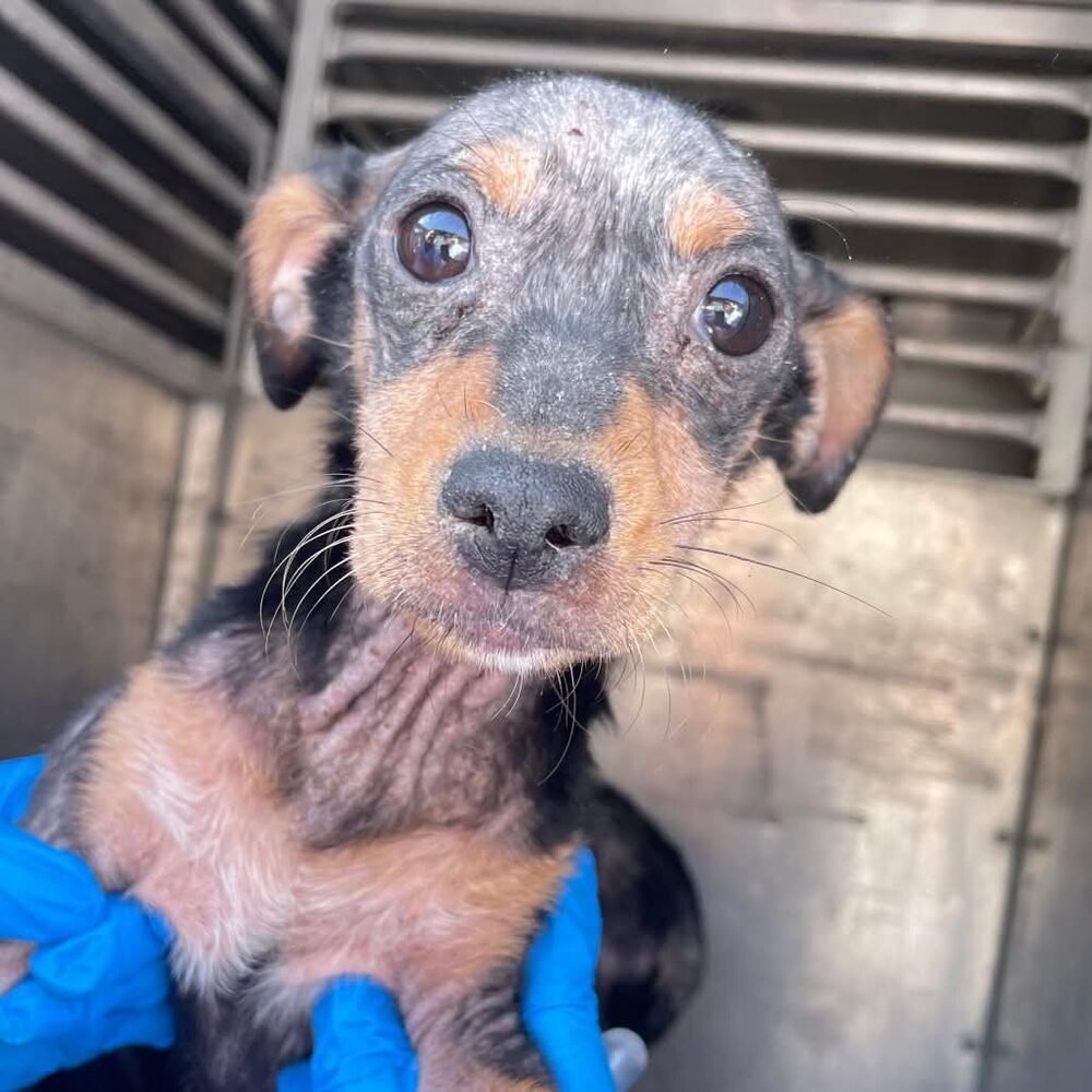 PARSLEY (TX) - Terrier available for adoption