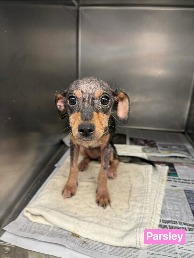 PARSLEY (TX) - Terrier available for adoption