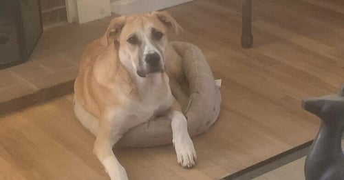 ALEX (GA) - Great Pyrenees available for adoption