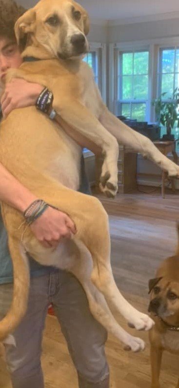 ALEX (GA) - Great Pyrenees available for adoption