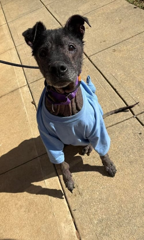BEAU (SC) - Labrador Retriever available for adoption
