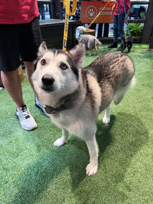 BRONX (TX) - Husky available for adoption