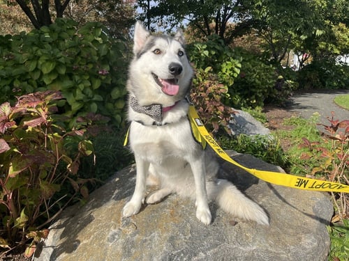 BRONX (TX) - Husky available for adoption