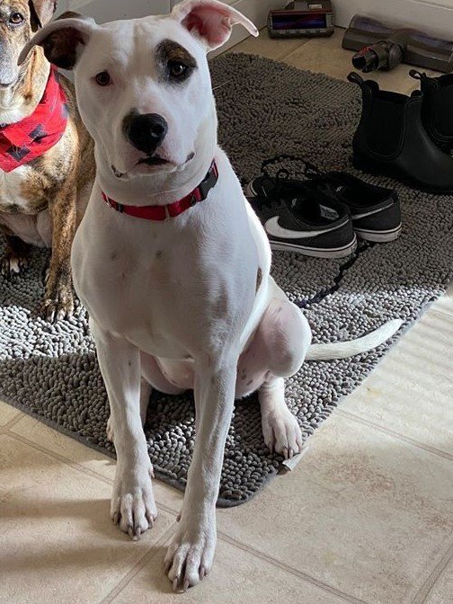 Leila Image