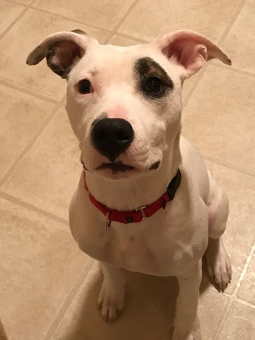 LEILA - Pit Bull Terrier available for adoption