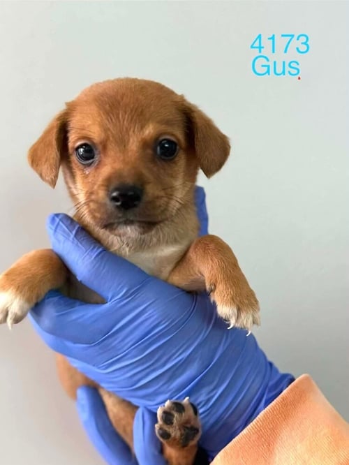 GUS (AL) - Beagle for adoption in New York