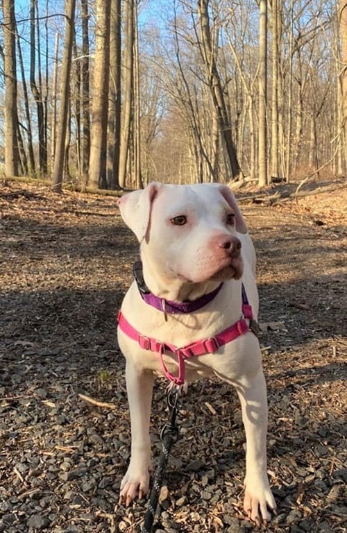 MADONNA (GA) - American Pit Bull Terrier available for adoption
