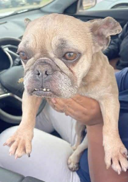 JOY (GA) - French Bulldog available for adoption