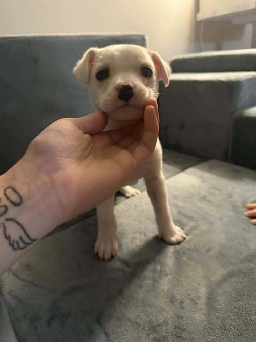 ROSEY (AL) - Chihuahua available for adoption