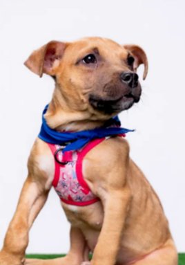 CINDY LOU (GA) - Terrier for adoption in New York