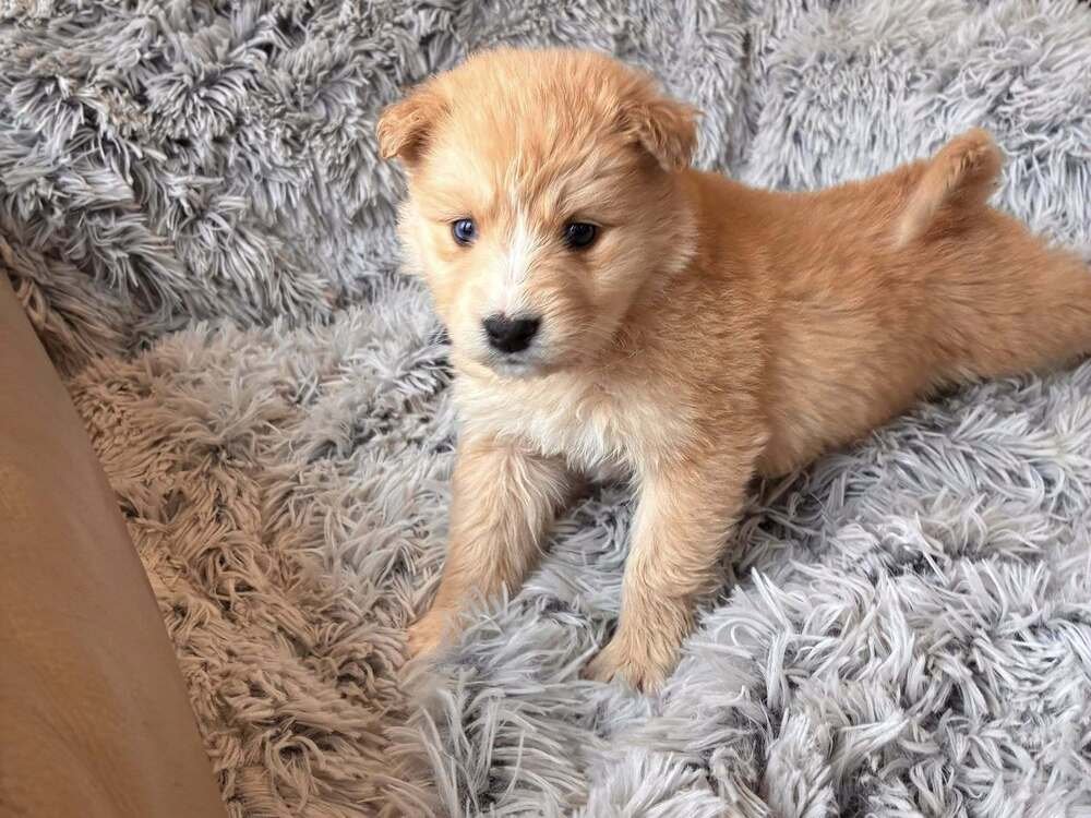 SUGAR (AL) - Border Collie / Australian Shepherd for adoption in New York