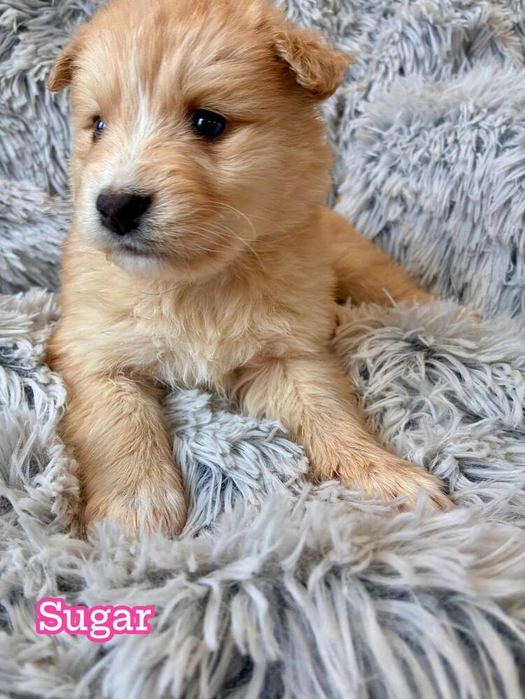 Sugar (AL) - Photo 3