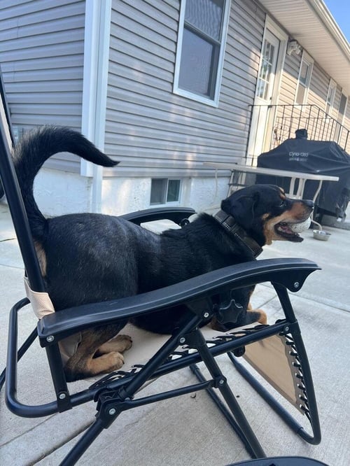 DIXBY DAXBY (TX) - Rottweiler / Shepherd available for adoption