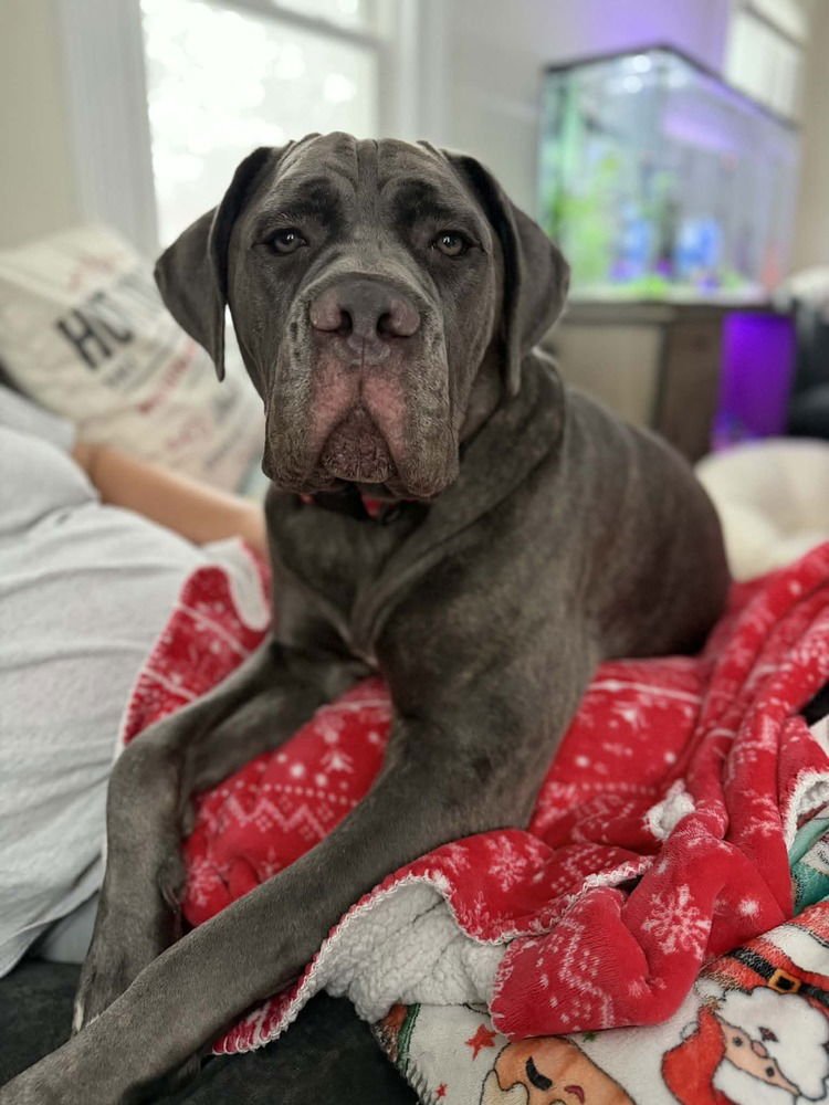 HENDRIX (NY) - Cane Corso Mastiff available for adoption