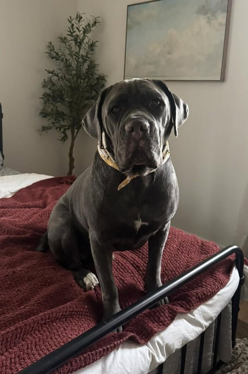 HENDRIX (NY) - Cane Corso Mastiff available for adoption