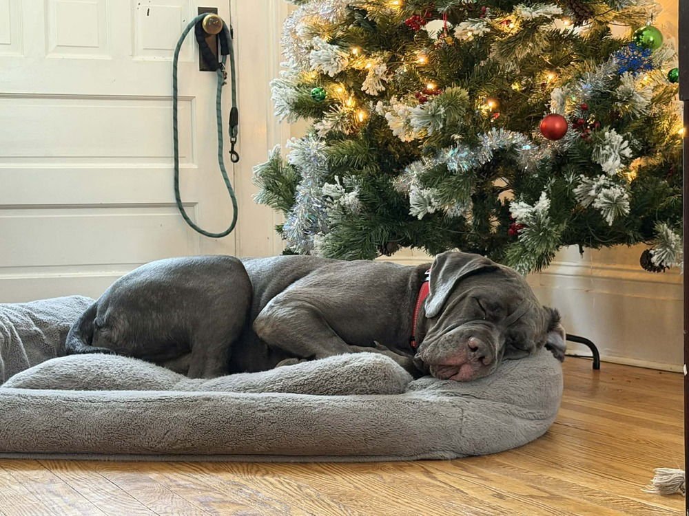 HENDRIX (NY) - Cane Corso Mastiff available for adoption