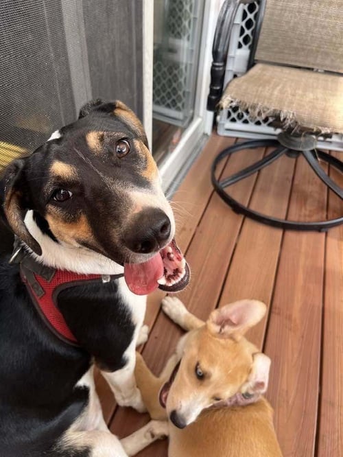 SAINT (AL) - Retriever available for adoption