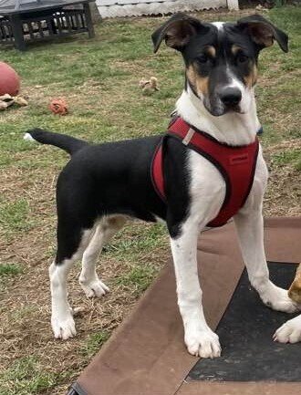 SAINT (AL) - Retriever available for adoption