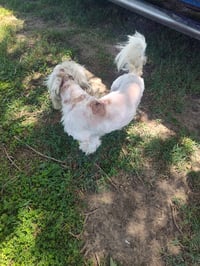 Dempsey (TX) - Photo 2