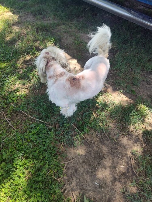 DEMPSEY (TX) - Shih Tzu available for adoption