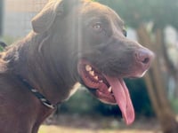 Kona (GA) - Photo 3