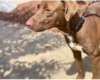 Kona (GA) - Photo 4