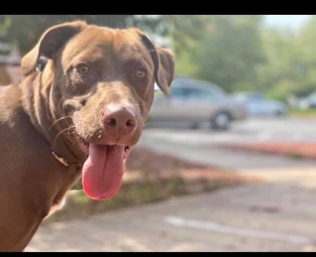 Kona (GA) Image