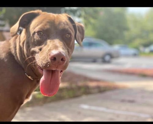 KONA (GA) - Labrador Retriever available for adoption