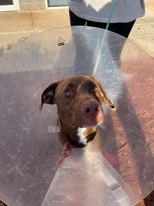 KONA (GA) - Labrador Retriever available for adoption