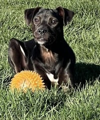 Cookie (AL) - Photo 4