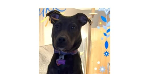COOKIE (AL) - Pit Bull Terrier available for adoption