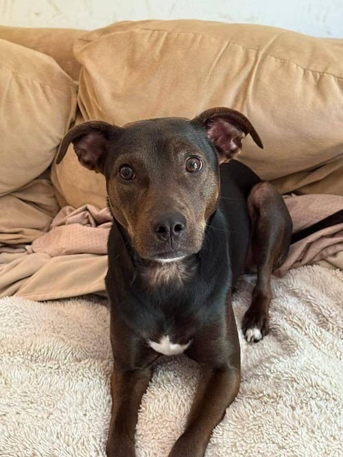 COOKIE (AL) - Pit Bull Terrier available for adoption