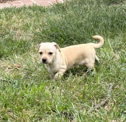 COOKIE (AL) - Chihuahua available for adoption
