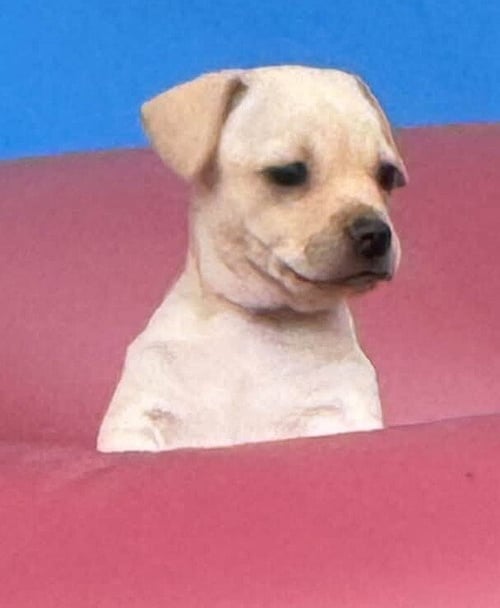 COOKIE (AL) - Chihuahua available for adoption