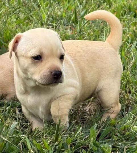 COOKIE (AL) - Chihuahua available for adoption