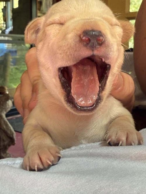 COOKIE (AL) - Chihuahua available for adoption