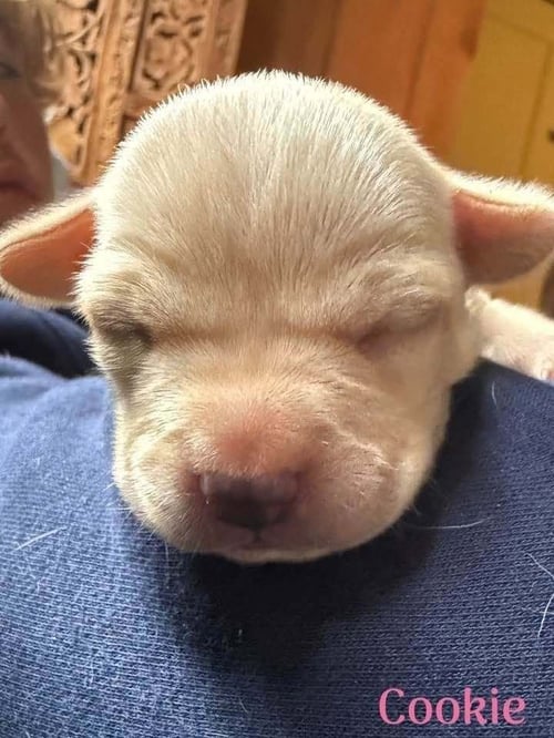 COOKIE (AL) - Chihuahua available for adoption