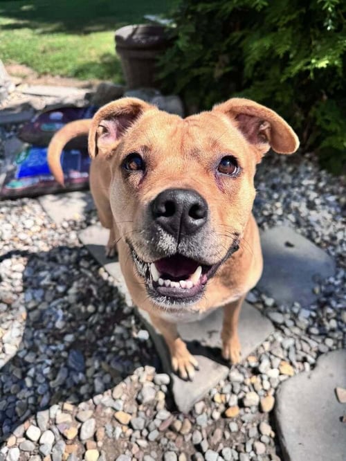 BONNIE (TX) - American Pit Bull Terrier available for adoption