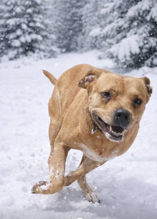 BONNIE (TX) - American Pit Bull Terrier available for adoption