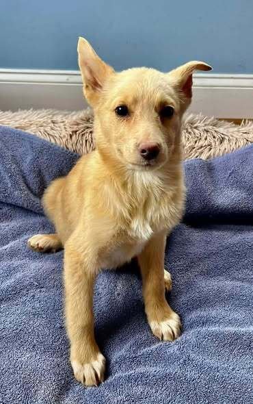 WINNIE (GA) - Labrador Retriever available for adoption