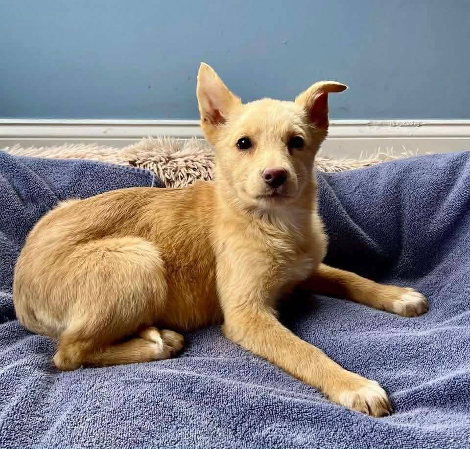 WINNIE (GA) - Labrador Retriever available for adoption