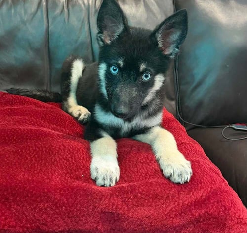 DUTCH (AL) - Shepherd available for adoption