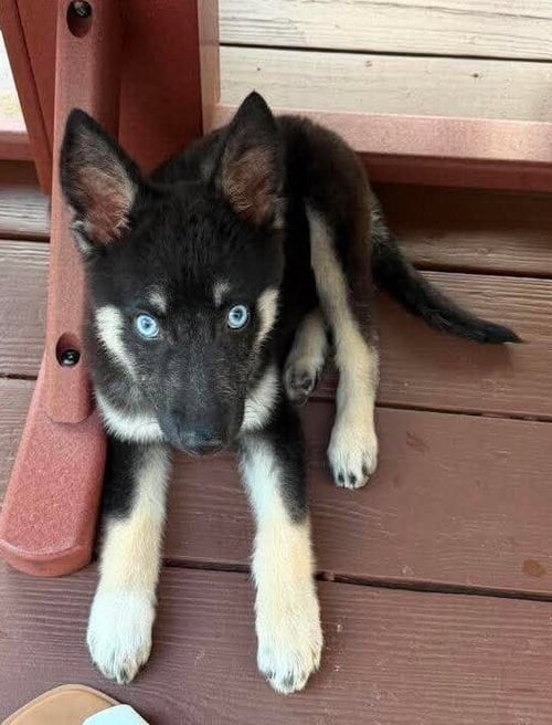 DUTCH (AL) - Shepherd available for adoption