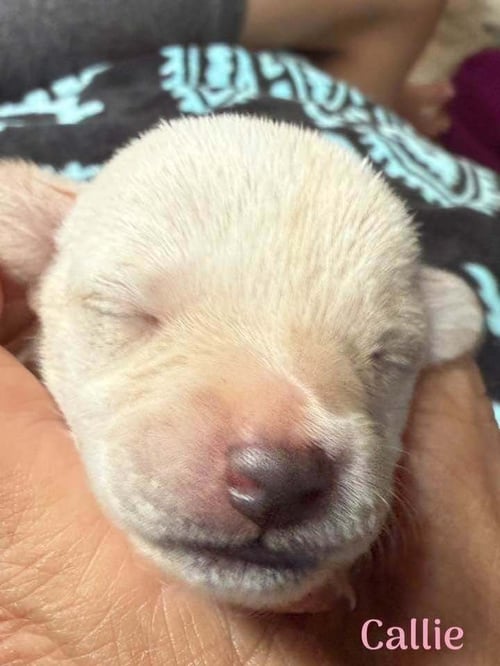 CALLIE (AL) - Chihuahua available for adoption