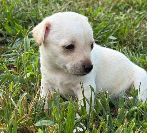 CALLIE (AL) - Chihuahua available for adoption