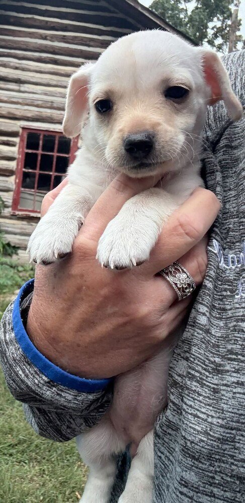 CALLIE (AL) - Chihuahua available for adoption